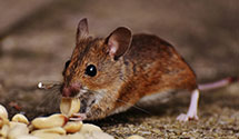 24 Hour & Emergency Exterminators in Gouglersville, PA